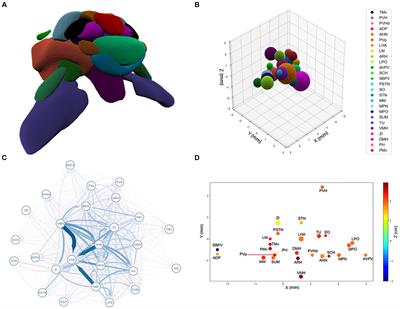 The neuroanatomical organization of the hypothalamus is driven by spatial and topological efficiency